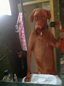 dog_selfie_in_the_mirror